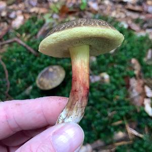 Red-cracked Bolete