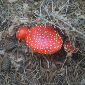 Fly Agaric