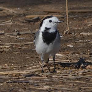 White Wagtail