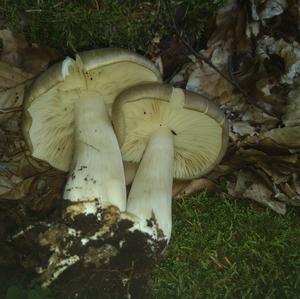 Broad-gilled Agaric