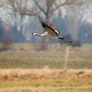 Common Crane