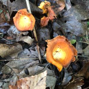 Chanterelle, Common