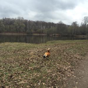 Ruddy Shelduck