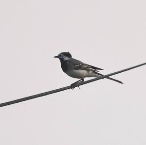 White Wagtail