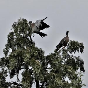 Common Wood-pigeon