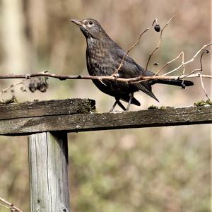 Eurasian Blackbird