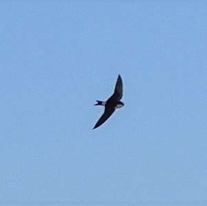 Northern House-martin