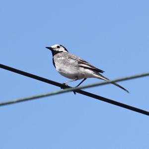 White Wagtail