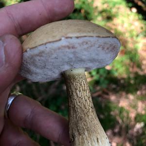 Bitter Bolete