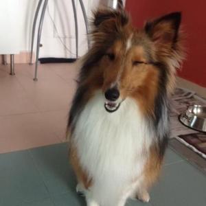 Shetland Sheepdog