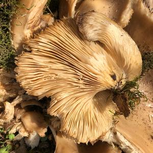 Oyster Mushroom