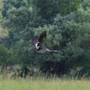 Common Crane