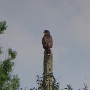 Common Buzzard