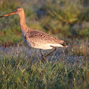 Black-tailed Godwit