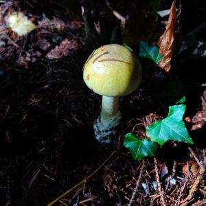 Death Cap