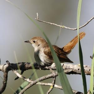 Common Nightingale