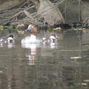 Common Goldeneye