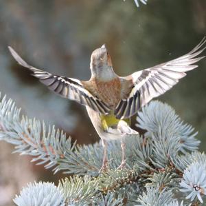 Eurasian Chaffinch