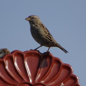 House Sparrow