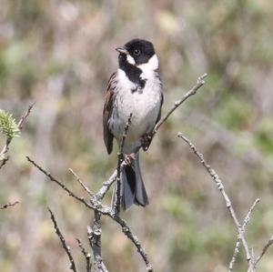 Reed Bunting