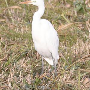 Great Egret