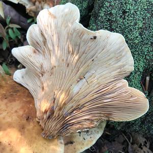 Oyster Mushroom