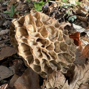 Yellow Morel