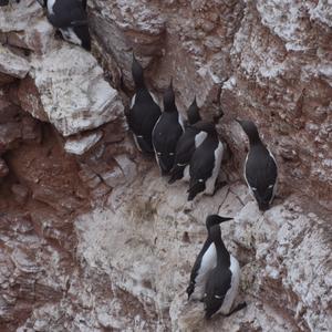 Common Guillemot