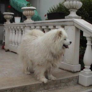 Samoyed