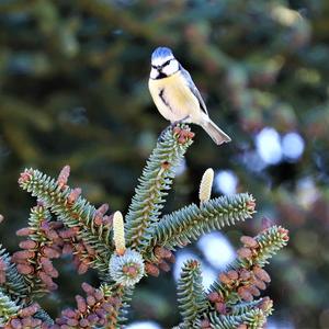 Blue Tit