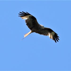 Red Kite