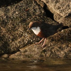 White-throated Dipper