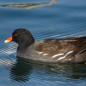 Common Moorhen