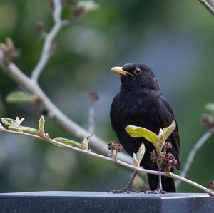 Eurasian Blackbird