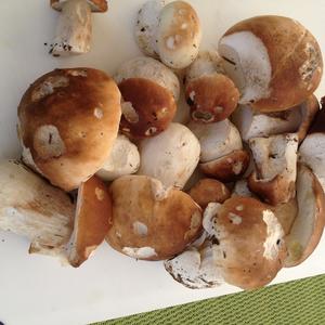 Summer Bolete