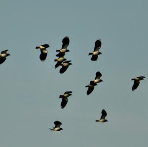 Northern Lapwing