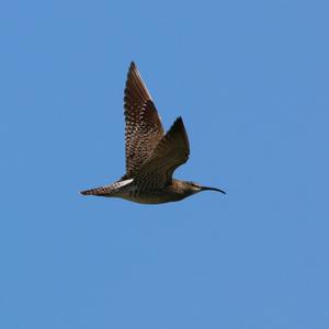 Eurasian Curlew