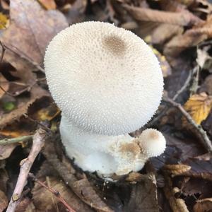 Gem-studded Puffball