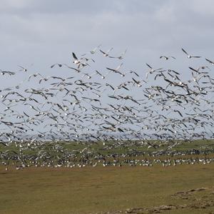 Barnacle Goose