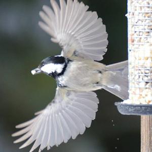 Coal Tit