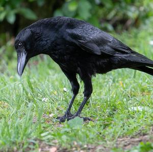 Carrion Crow