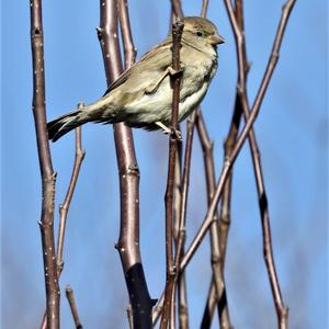 Eurasian Siskin