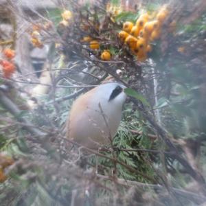 Bearded Parrotbill