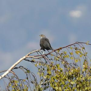 Common Cuckoo