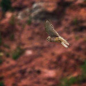 Common Kestrel