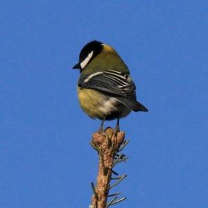 Great Tit