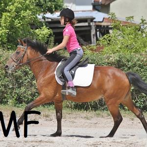 New Forest Pony