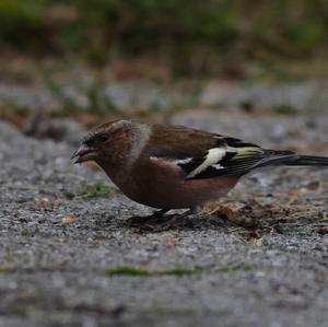 Eurasian Chaffinch