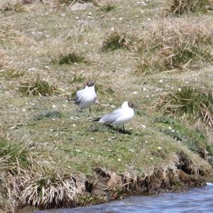 Black-headed Gull