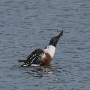 Northern Shoveler